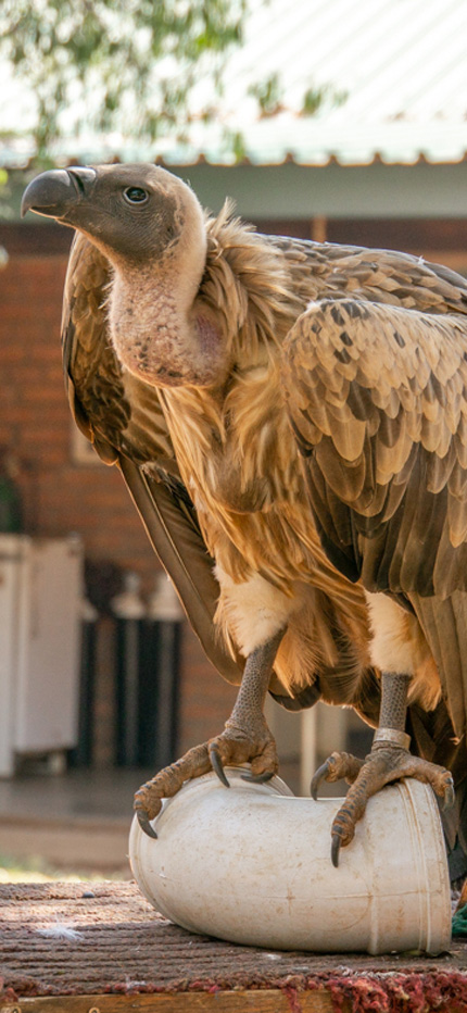 Judge, vulture ambassador in Zimbabwe
