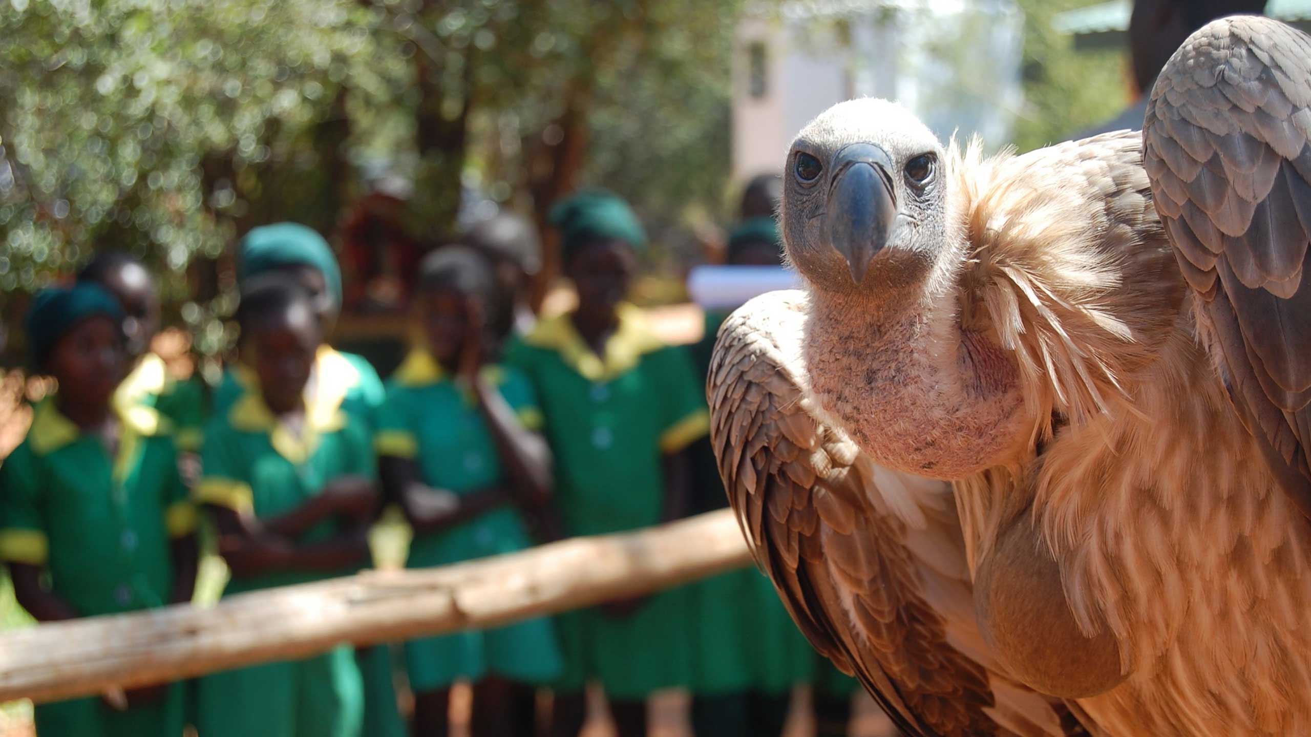 Victoria Falls Wildlife Trust vulture ambassador in Zimbabwe
