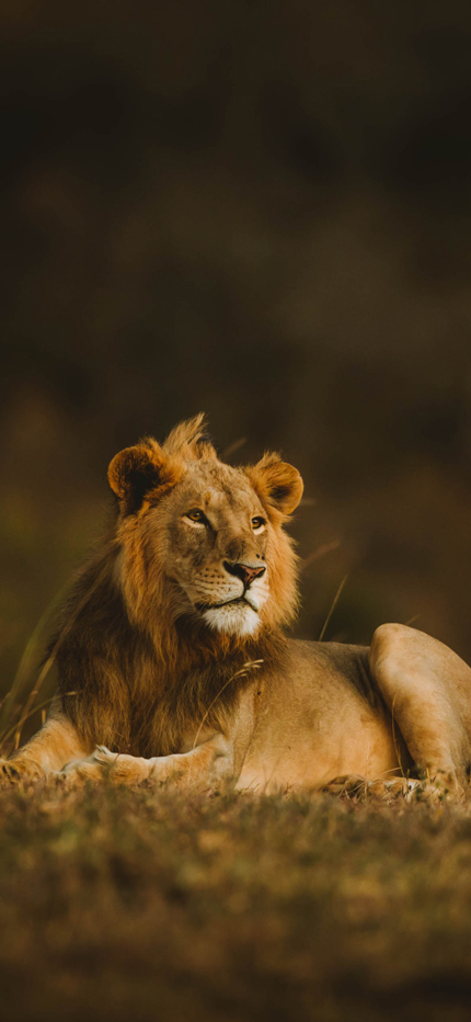 Lion - Big life