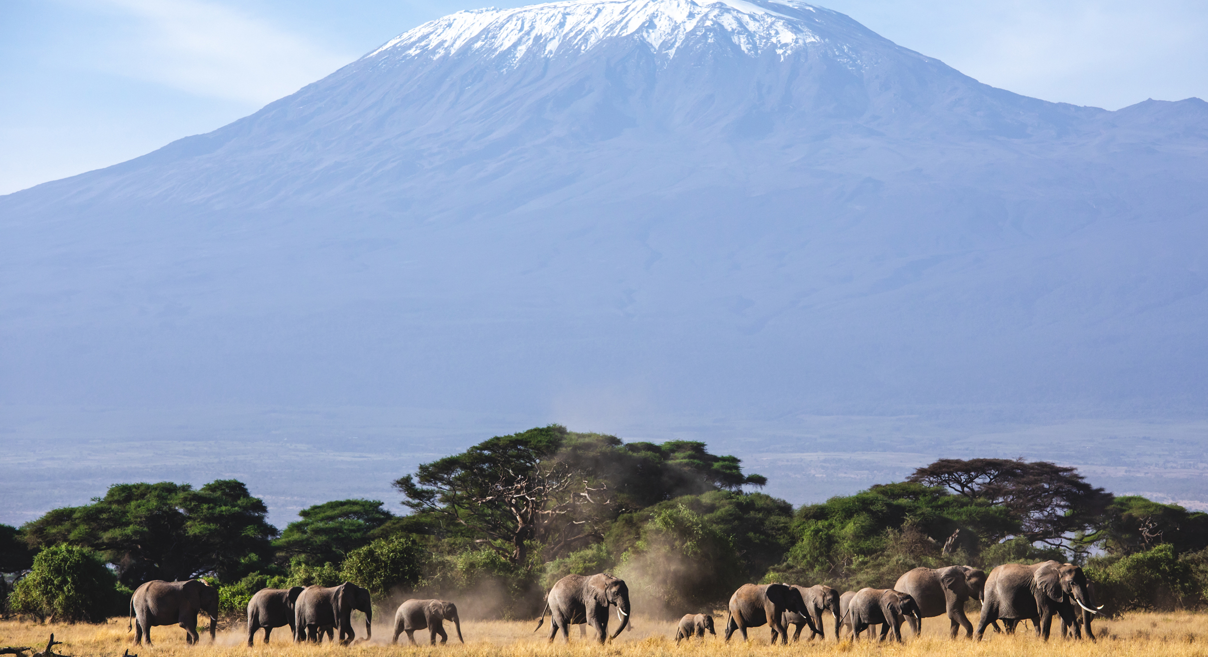 elephants in Amboseli Big Life credit Jeremy Goss