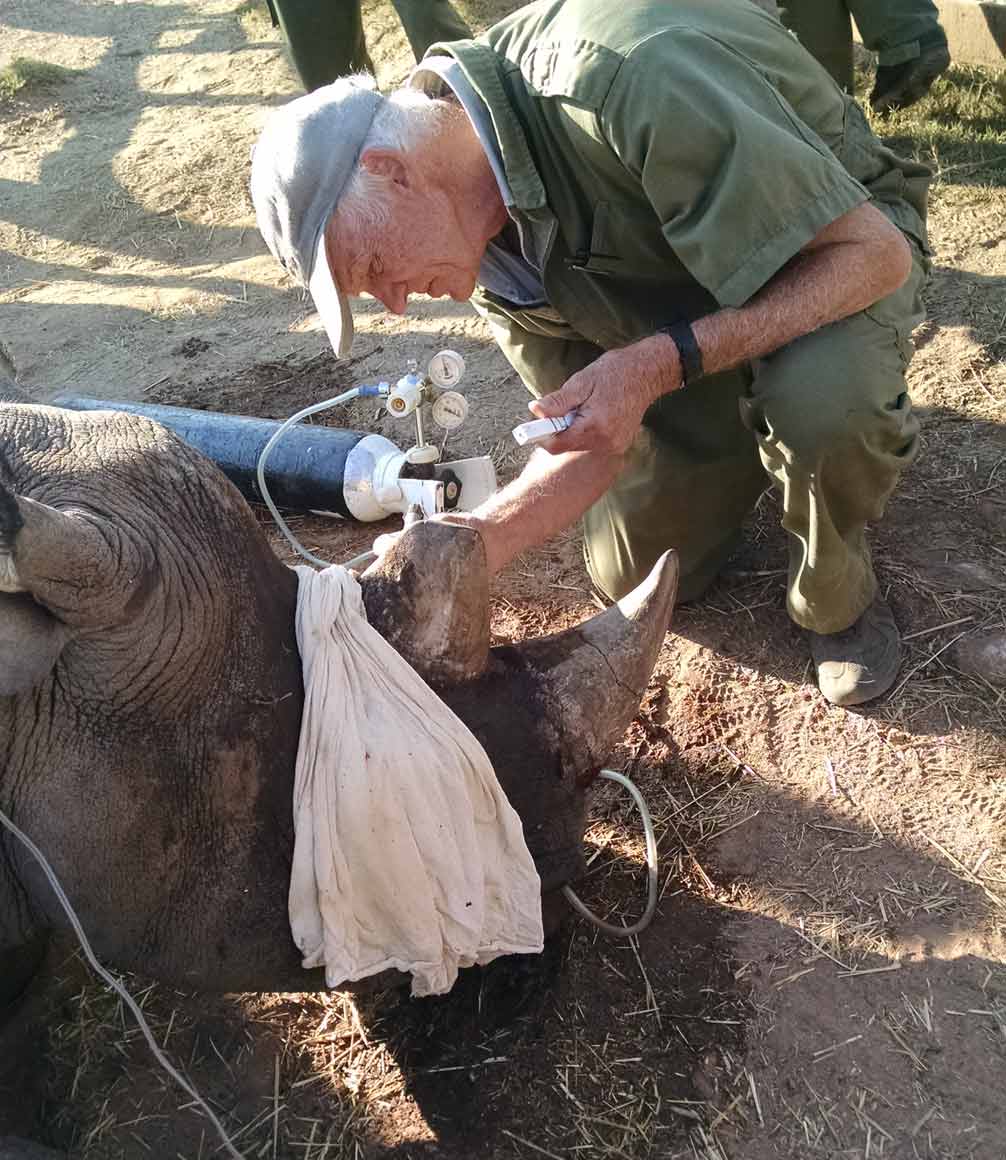 Rhino ear notching in Zimbabwe