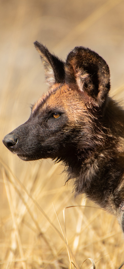 Wild dog in Kafue National Park in Zambia
