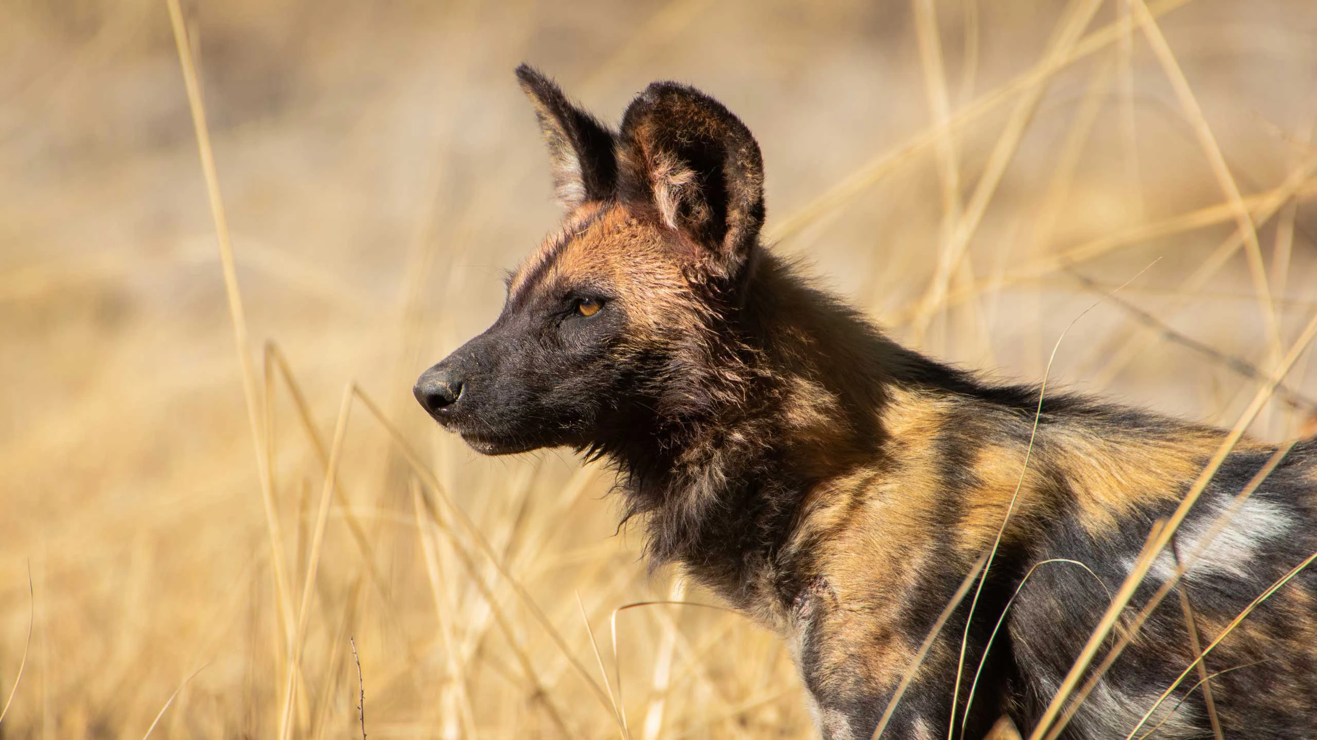 Wild dog in Kafue National Park, Zambia