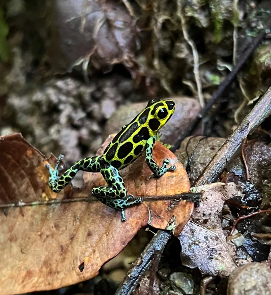 Brightly coloured frog in Peru