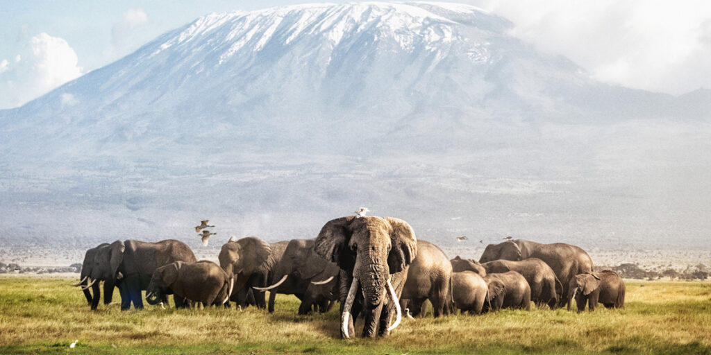 herd of elephant at amboseli national park in the green season