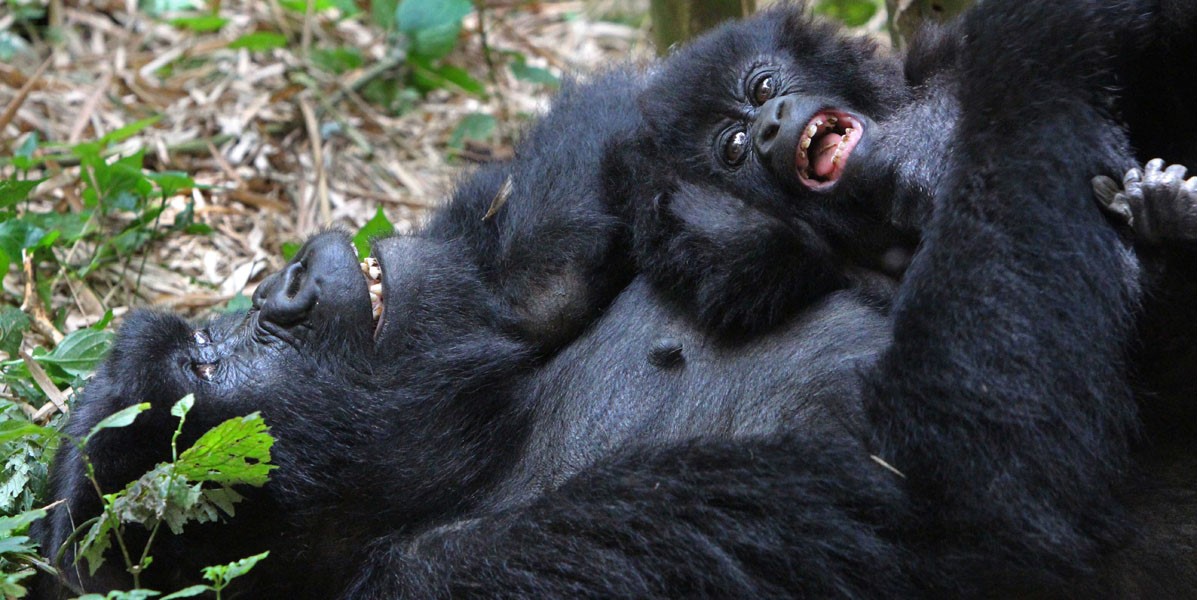 gorilla family on gorilla trekking safari