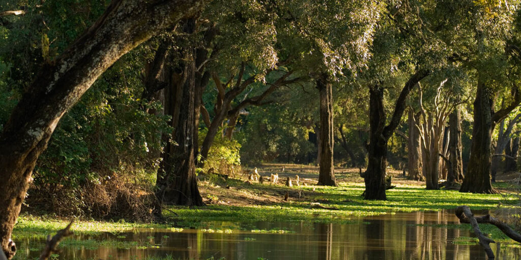 south luangwa emerald season river