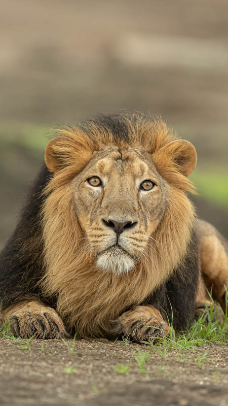 asiatic lion in gir