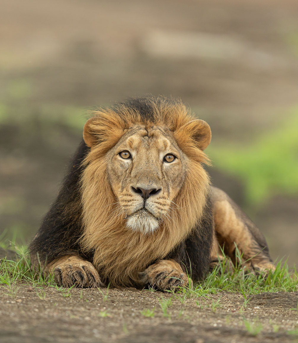 asiatic lion in gir