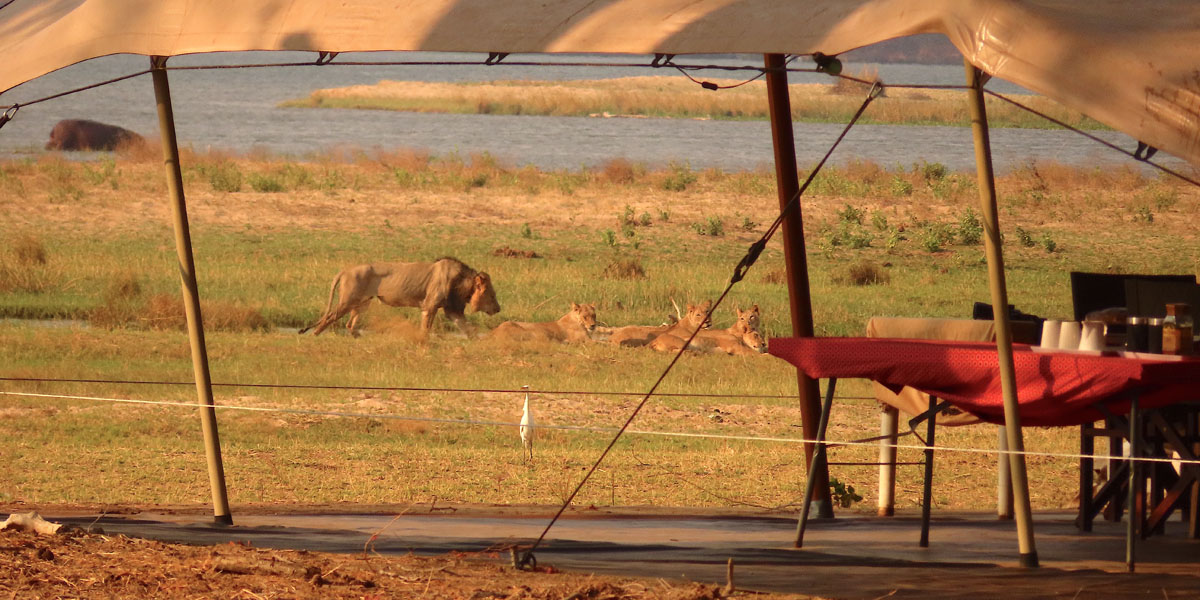 camp mana dining tent with lion walking nearby