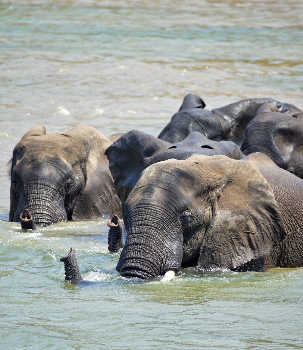 zimbabwe-chilo-gorge-elephants