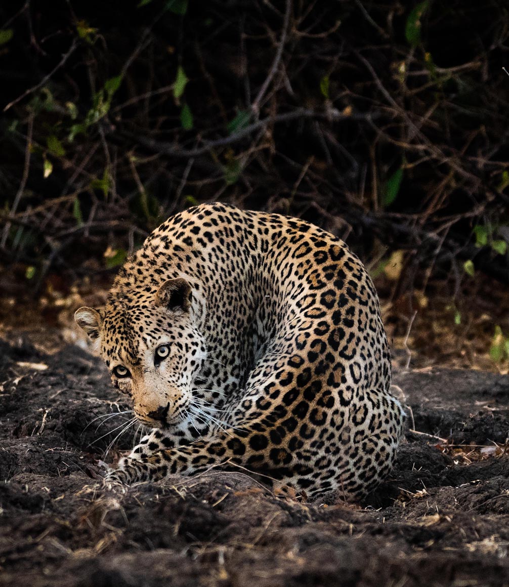 leopard sighting on safari in zimbabwe