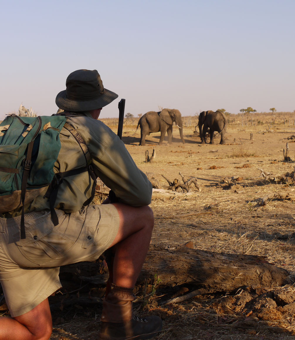 elephant sighting in hwange national park