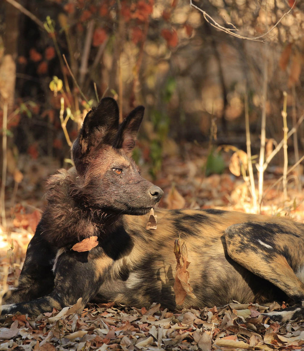 wild dog sighting on safari in zimbabwe