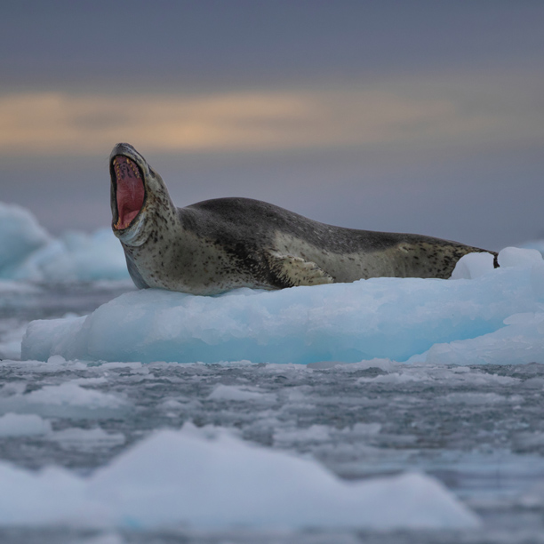seal on a wildlife cruise in antarctica peninsula