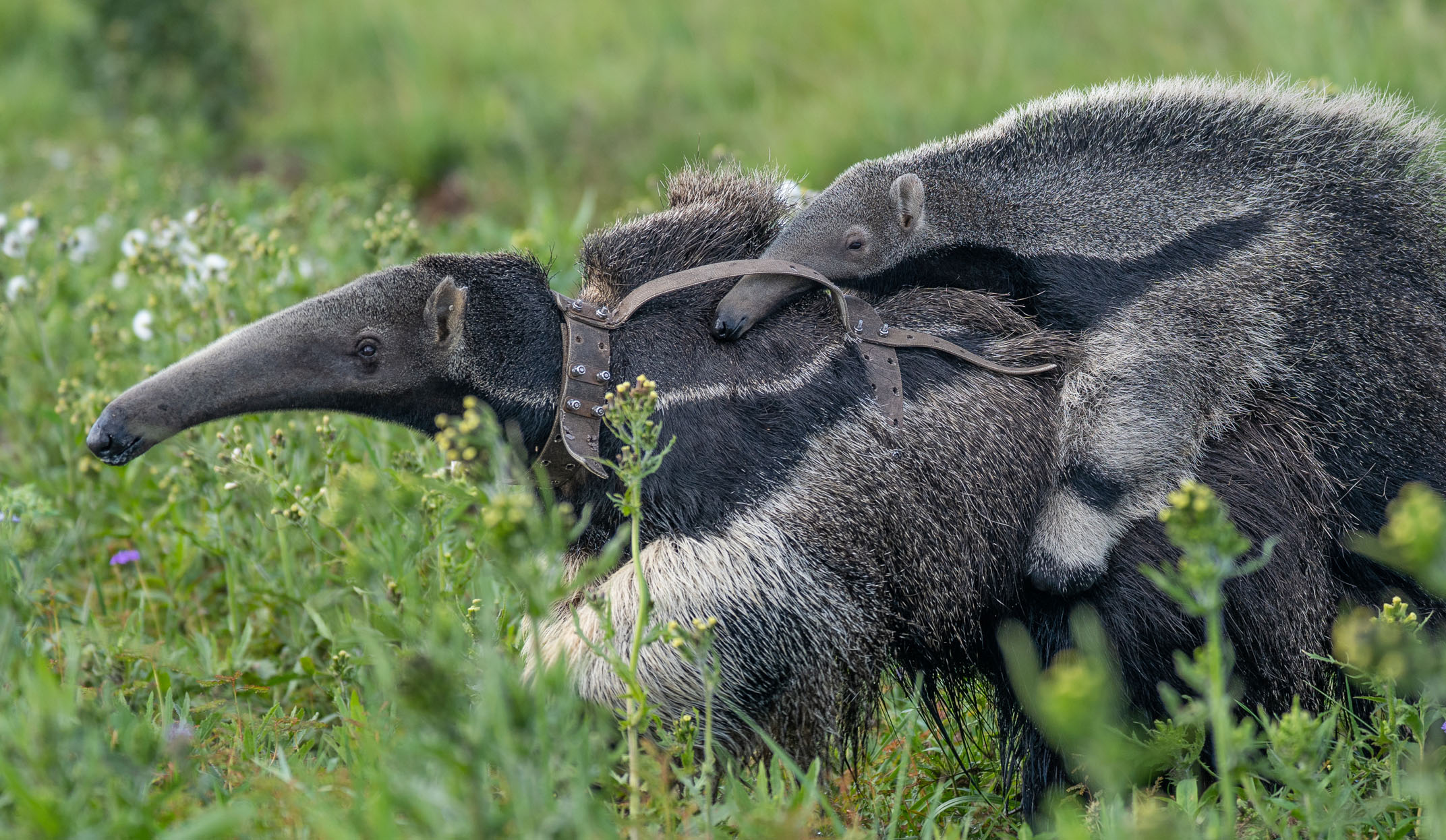 argentina-ibera-wetlands-collared-anteaters-L3