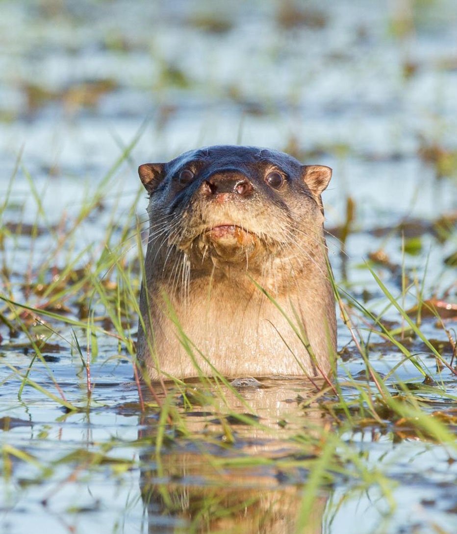 otter found in Ibera wetlands, Argentina