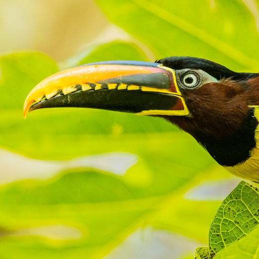 bird in argentina's jungle