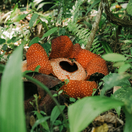 corpse flower on safari in borneo