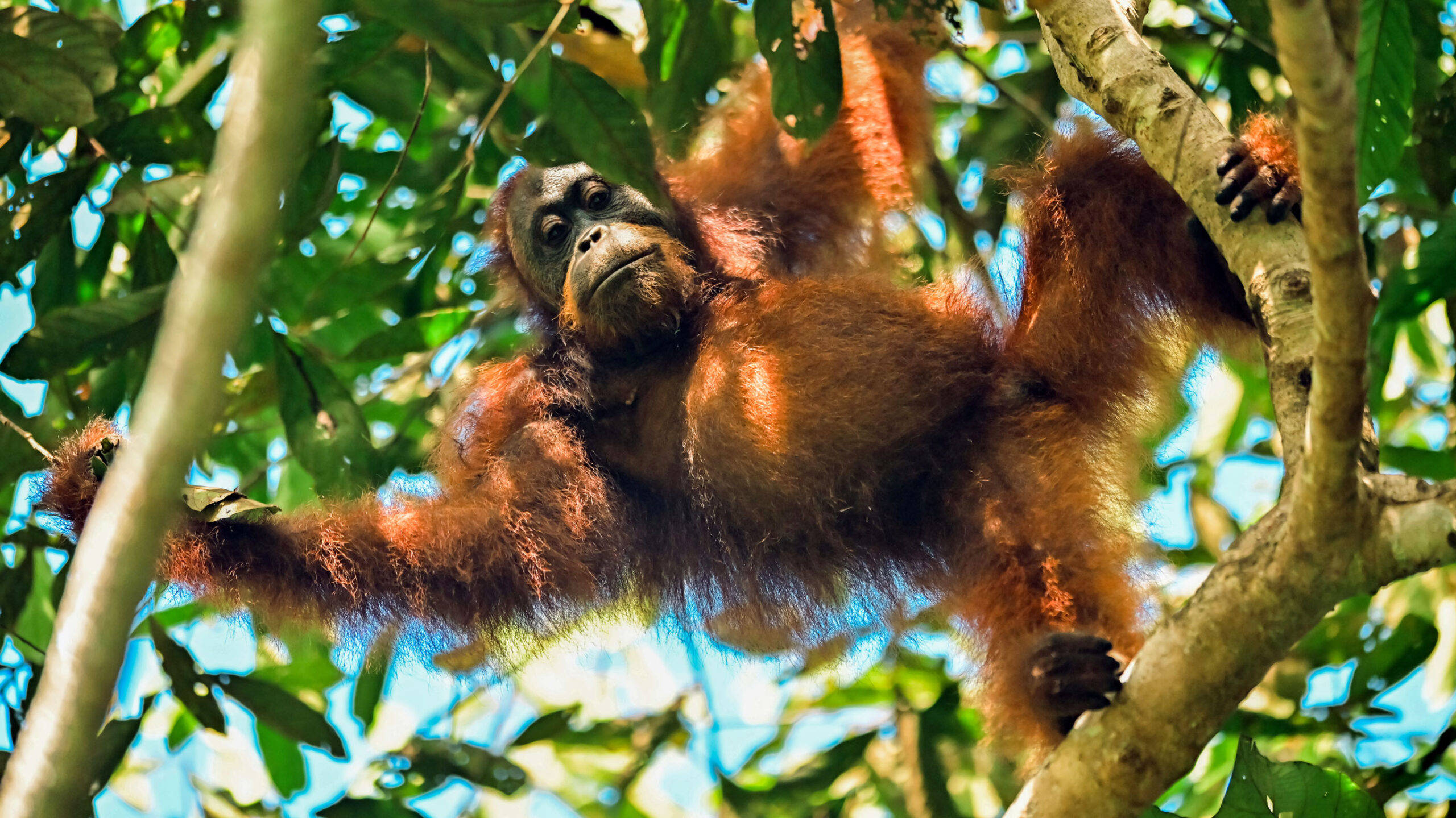 orangutan spotted in the forest in borneo
