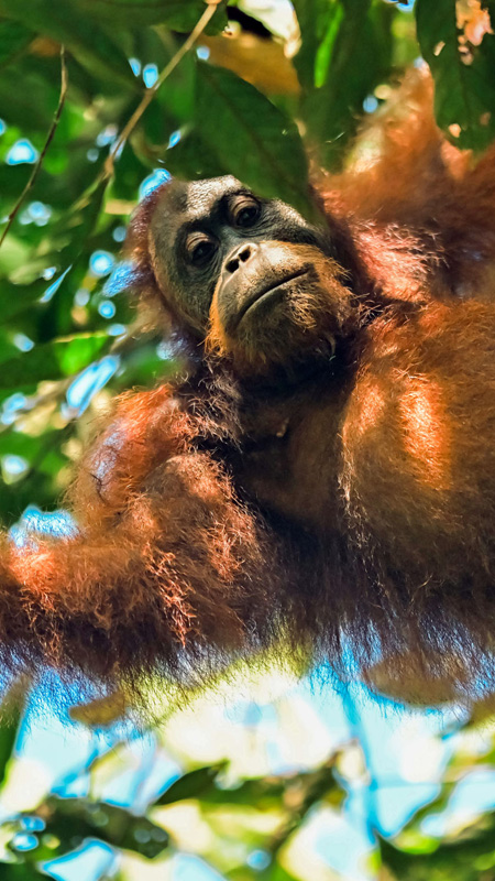 orangutan spotted in the forest in borneo