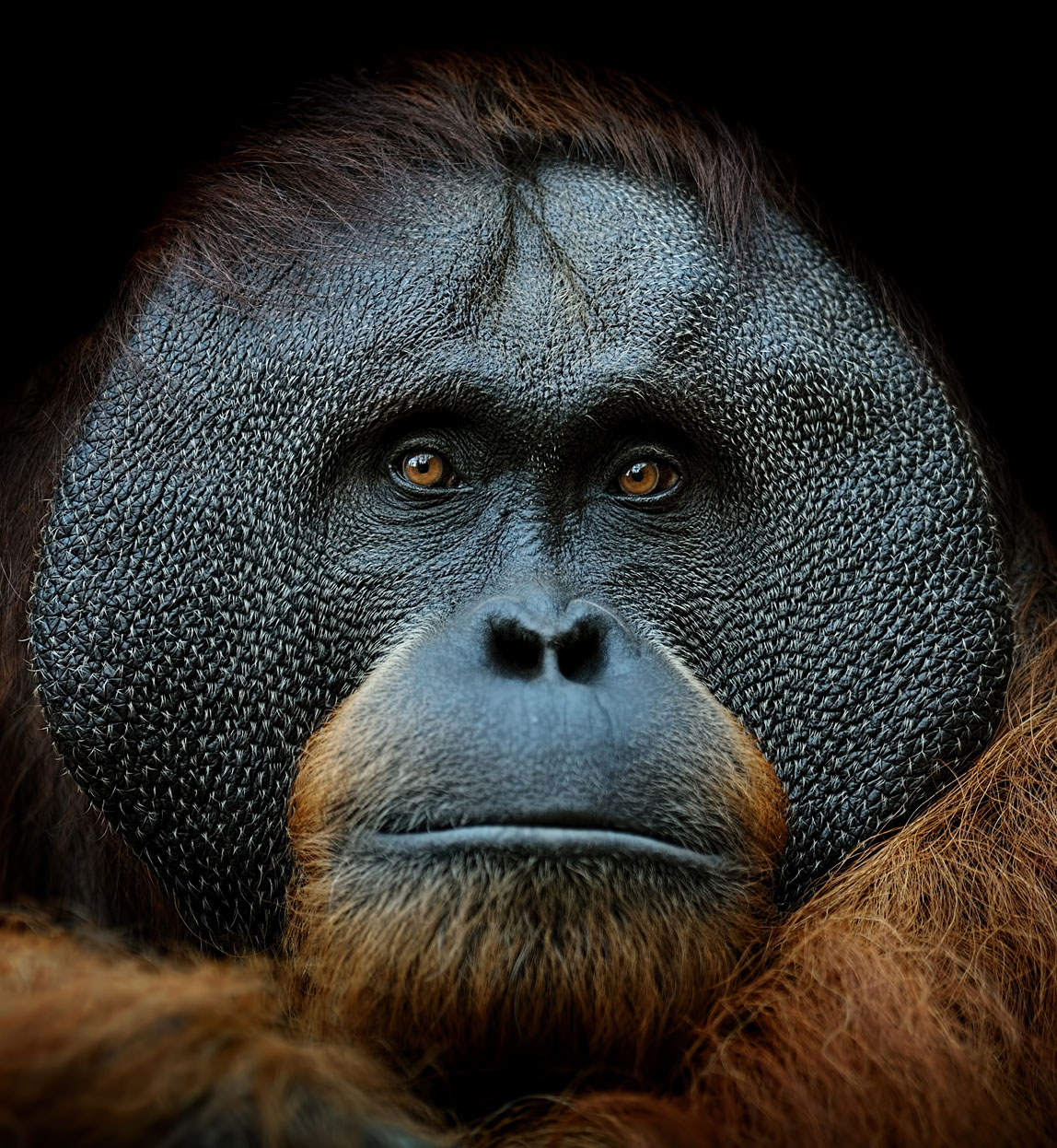 orangutan spotted in the forest in borneo