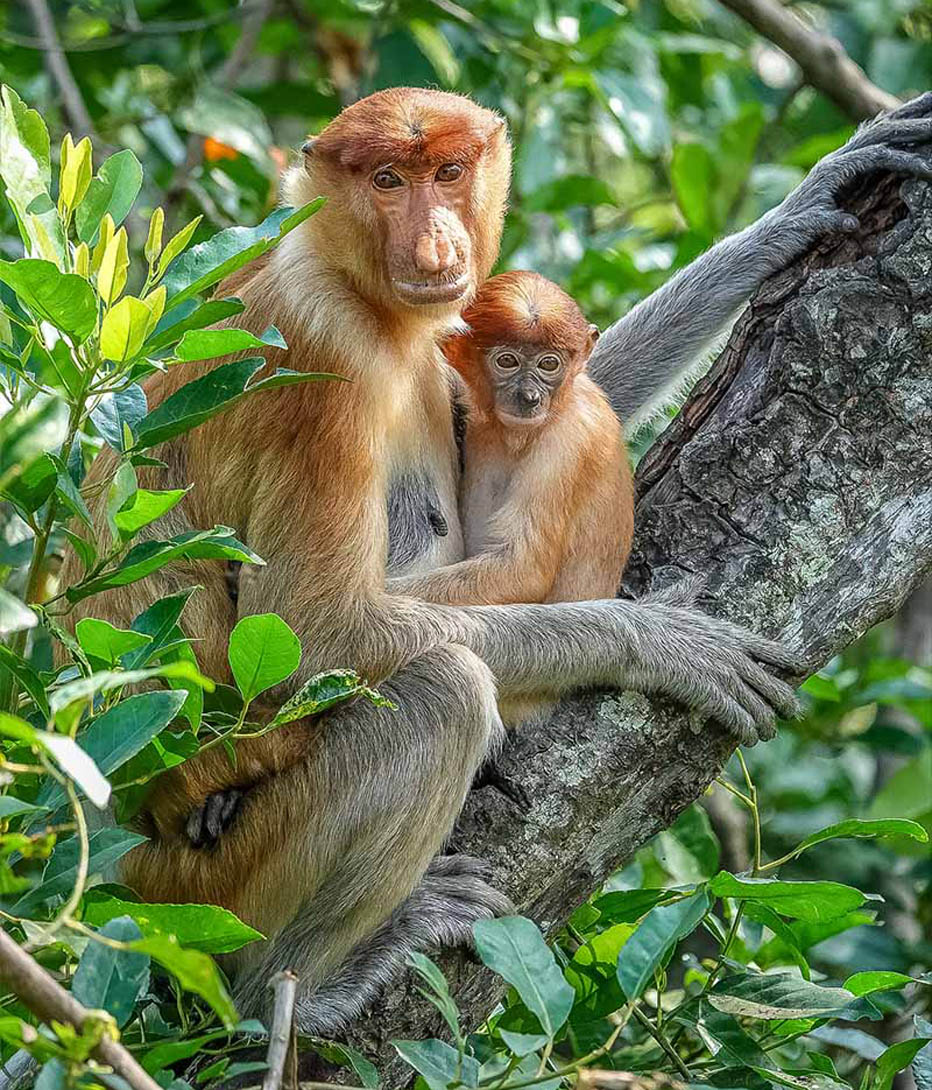 proboscis monkeys on safari in borneo
