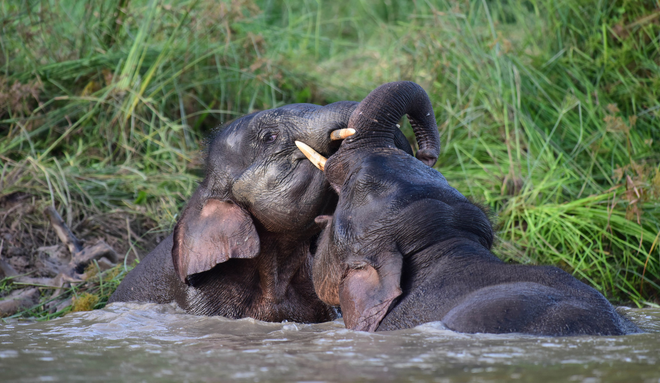 pygmy elephant in virgin reserve borneo