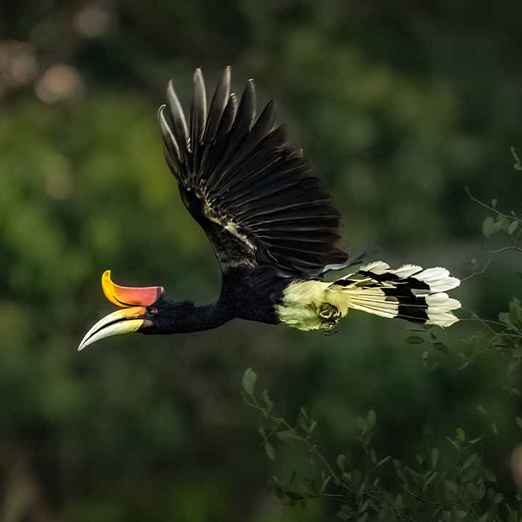 rhinoceros hornbill in flight in borneo