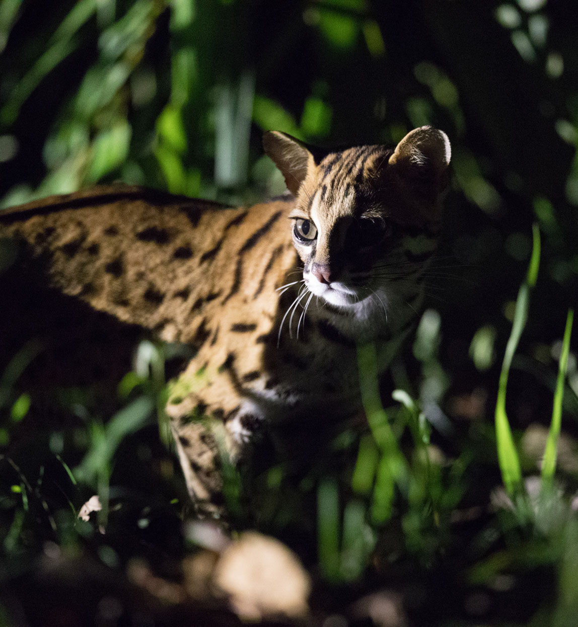 sunda leopard cat in borneo forest