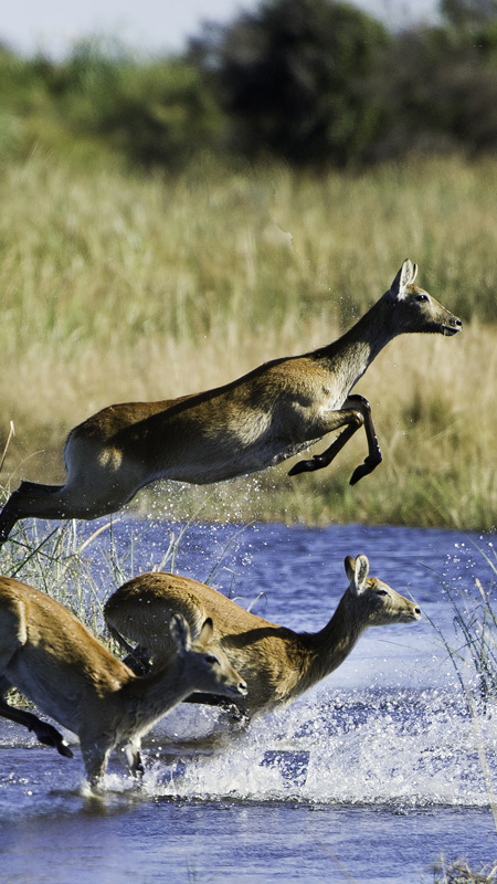 jumping antelope in botswana linyanti region