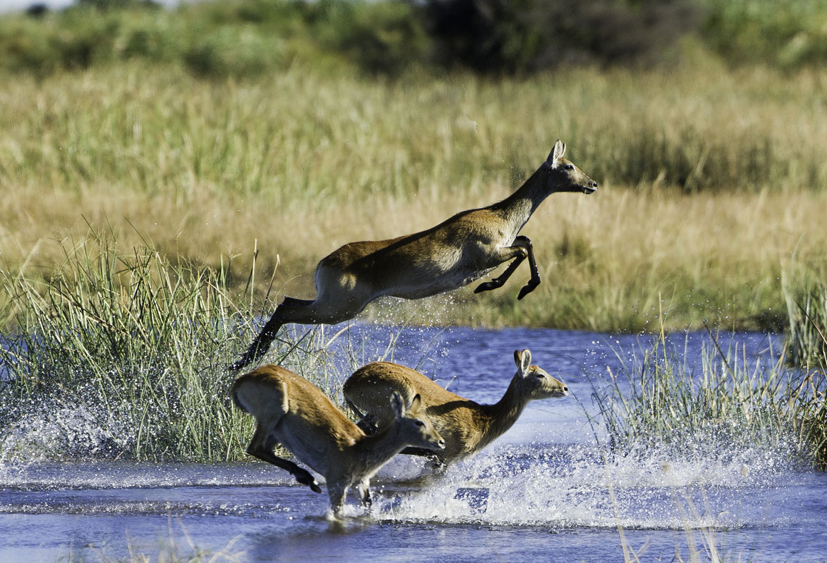 jumping antelope in botswana linyanti region