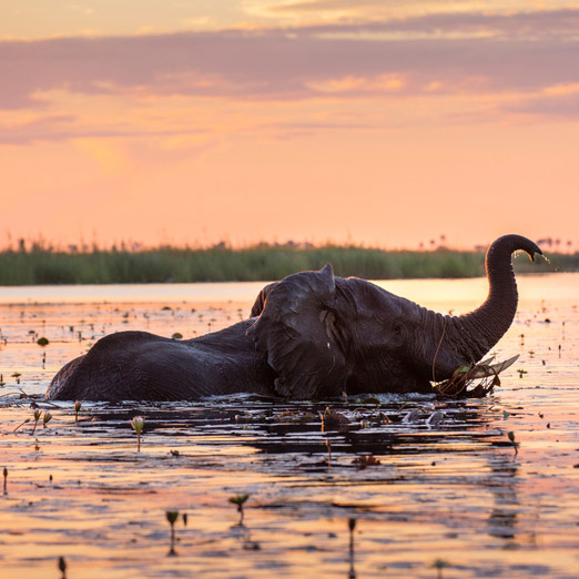 elephant crossing the linyanti river botswana