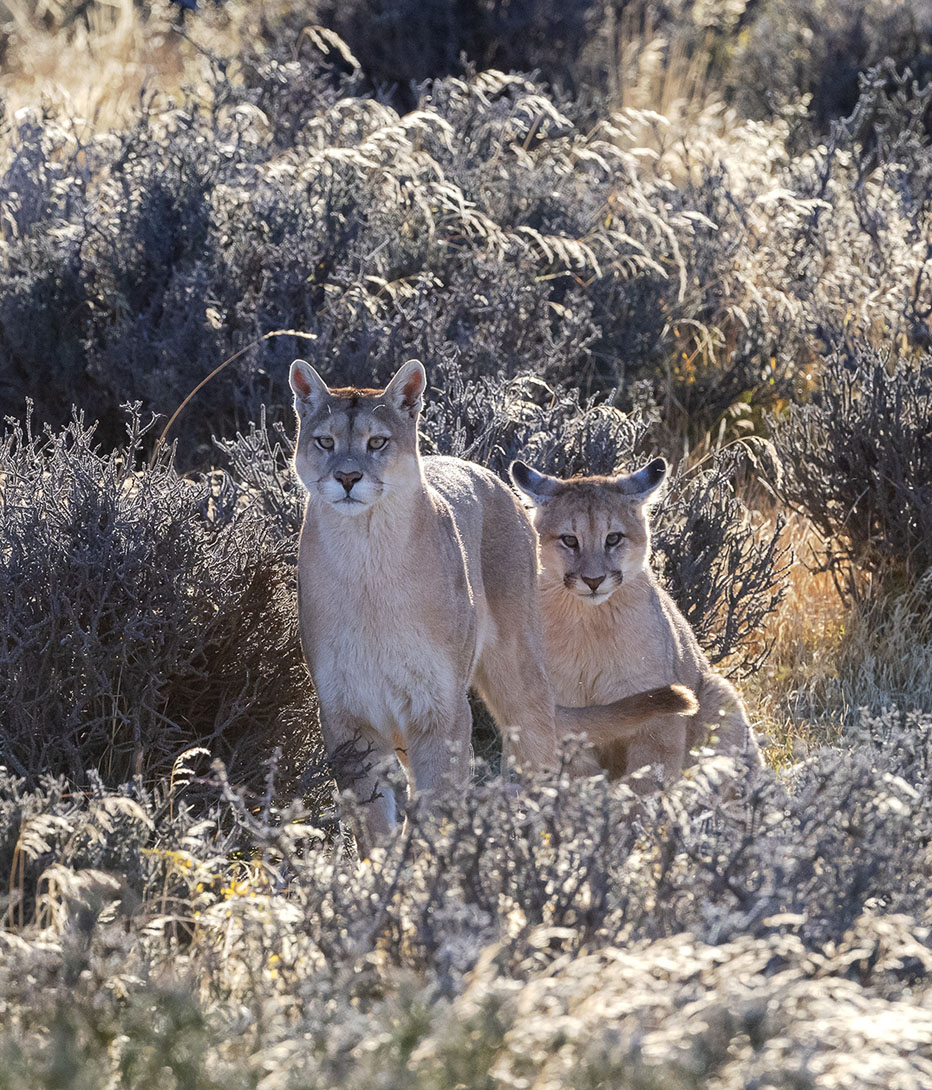 pumas in chile