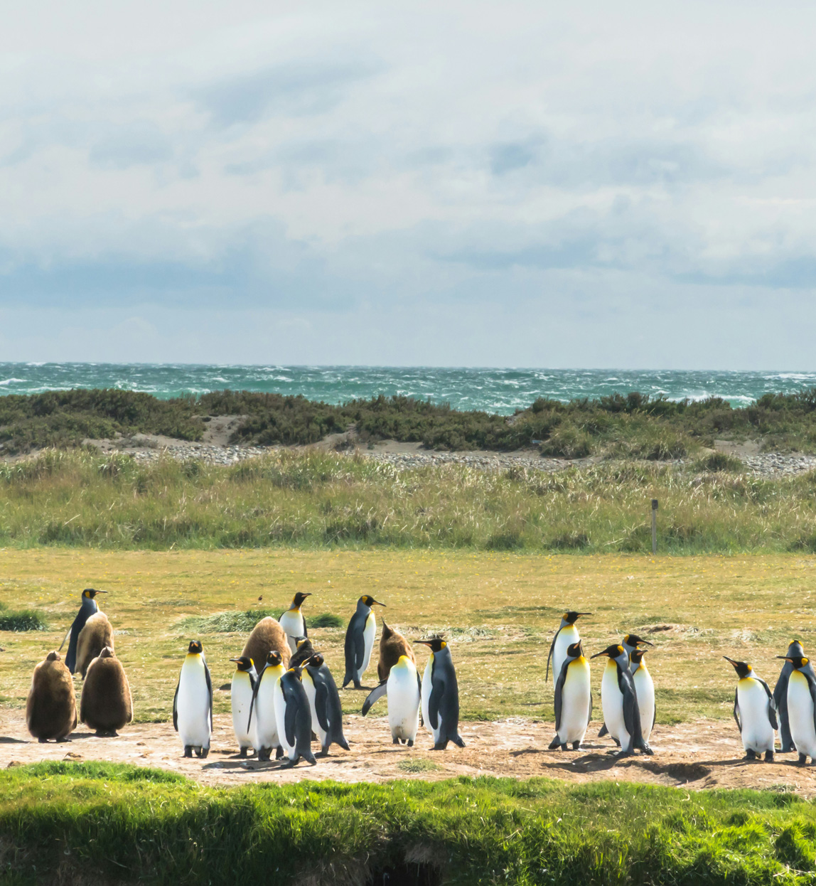 king penguins in tierra del fuego chile