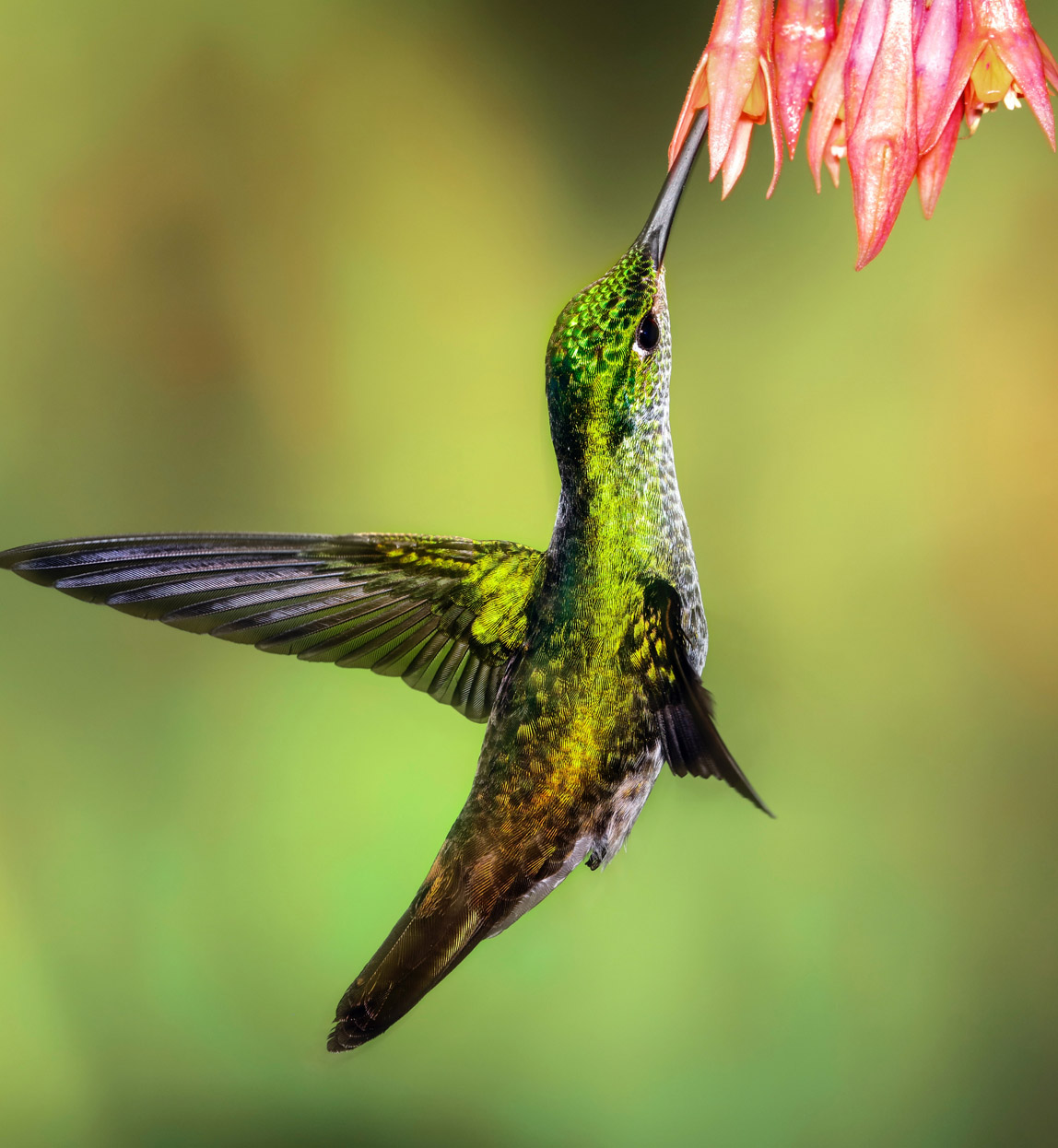 bird in ecuador rainforest