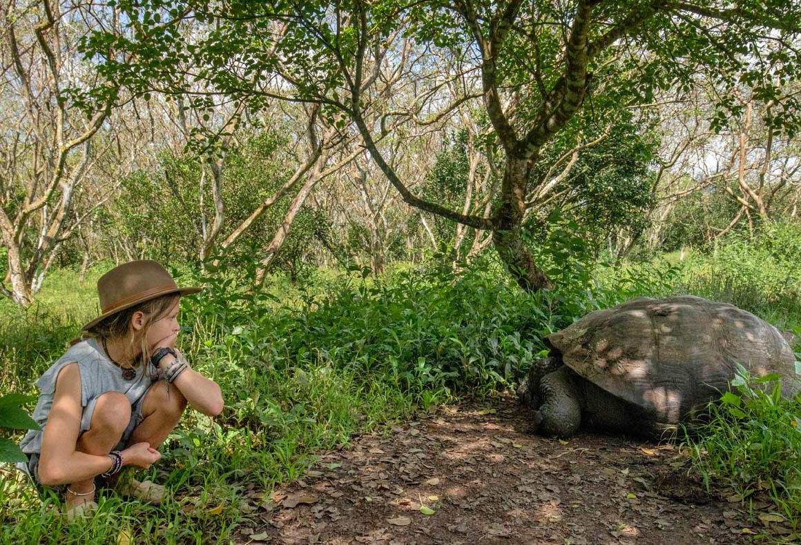 giant tortoise and child in galapagos islands
