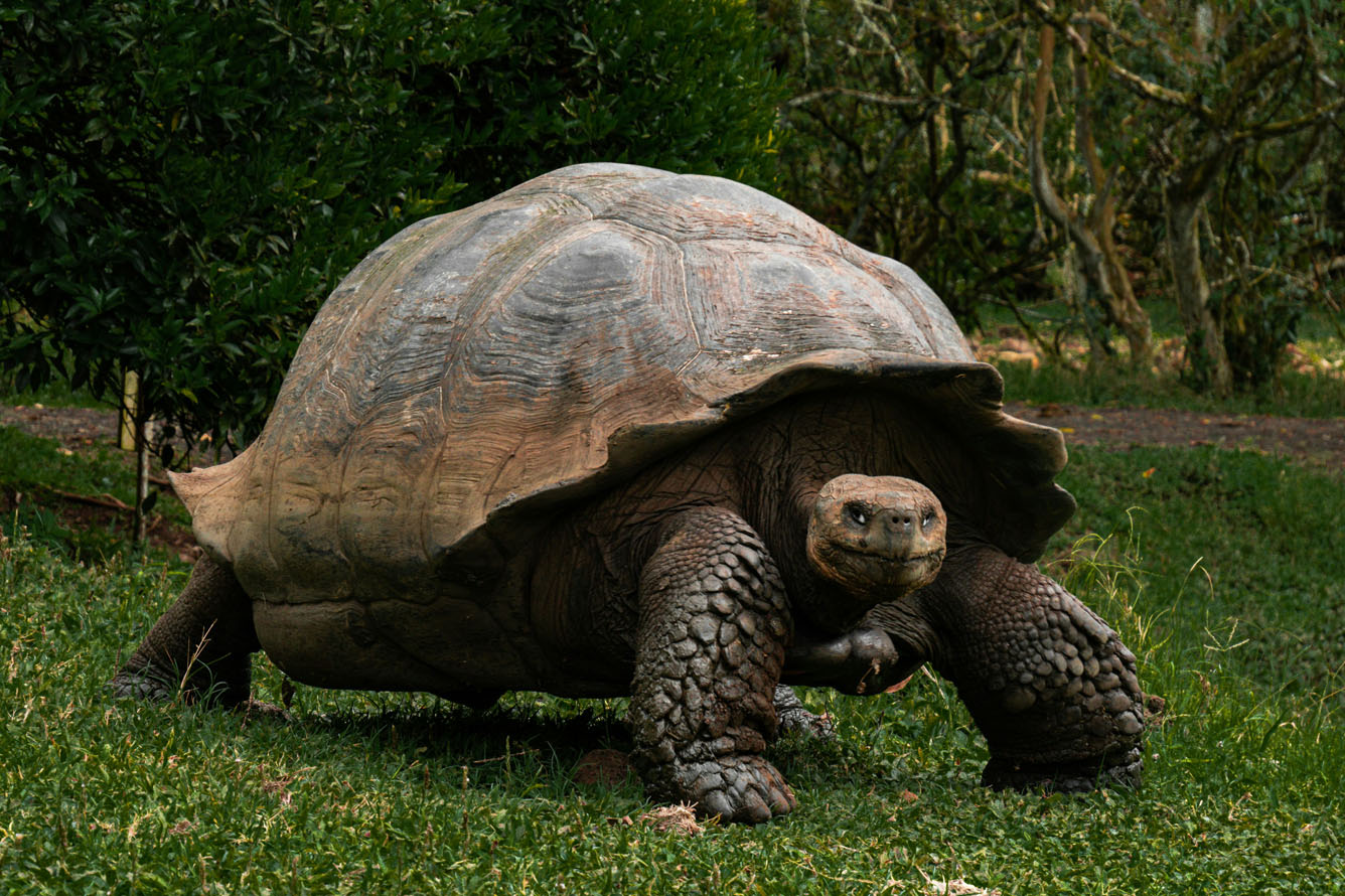 giant tortoise in the galapagos