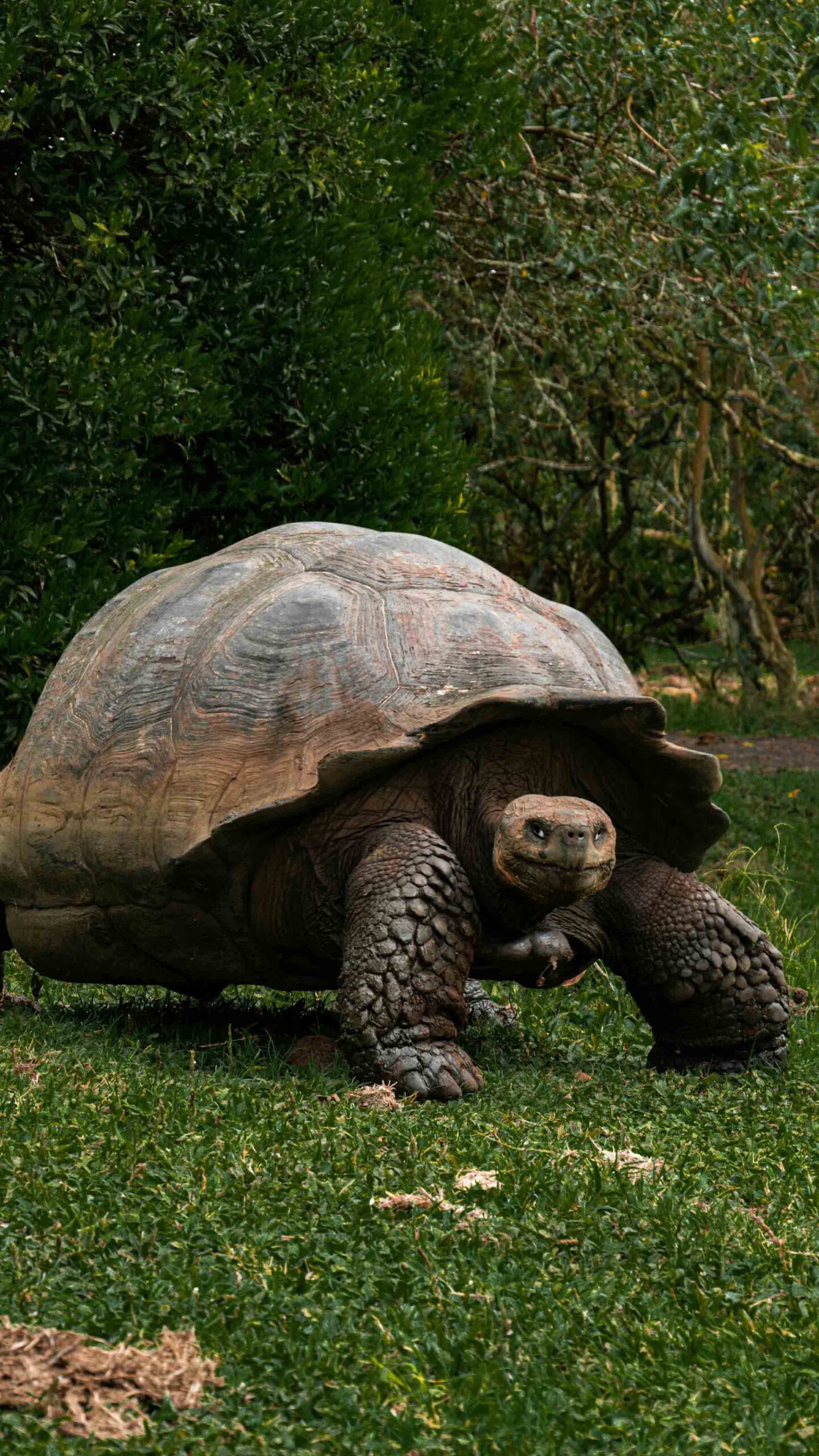 giant tortoise in the galapagos