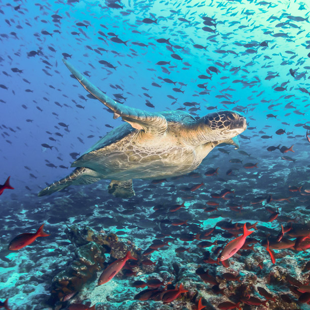 turtle and coral reef in the galapagos islands