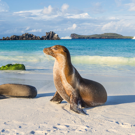 sea lions on beach in galapagos Espanola island