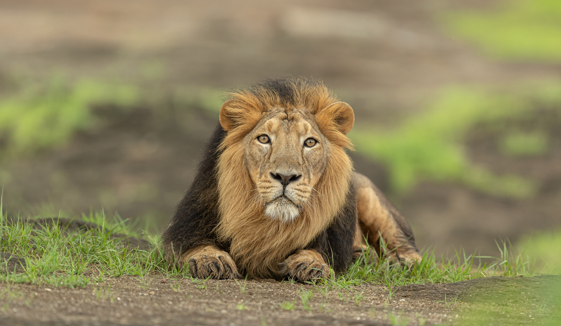 asiatic lions gir