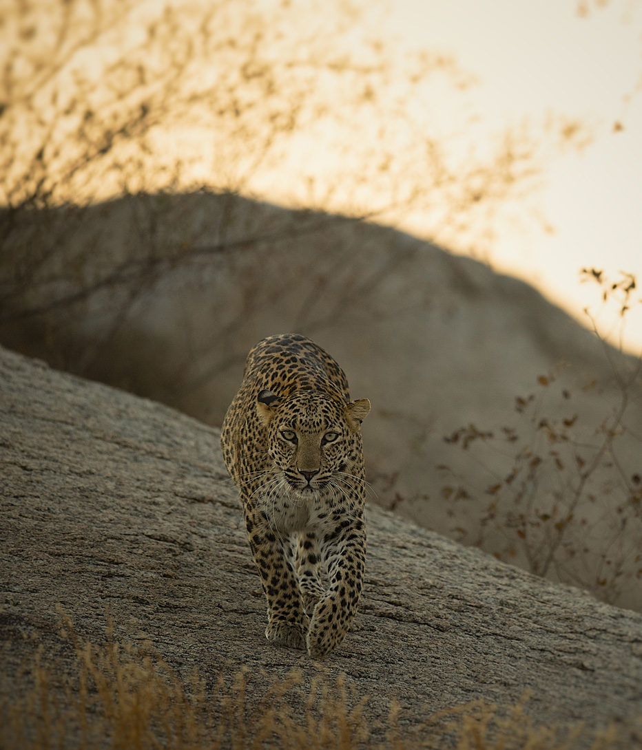 leopard in rajastahan sujan jawai