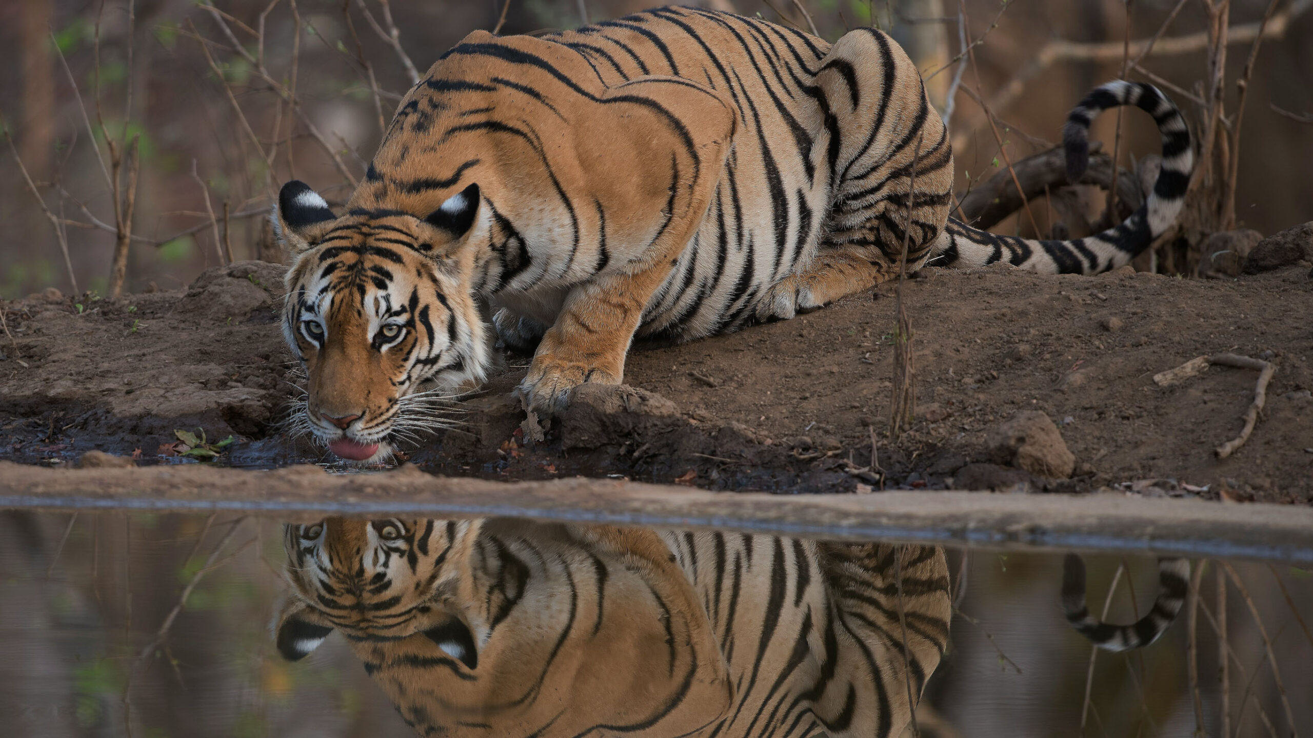 tiger at drinking from pond in tiger safari india