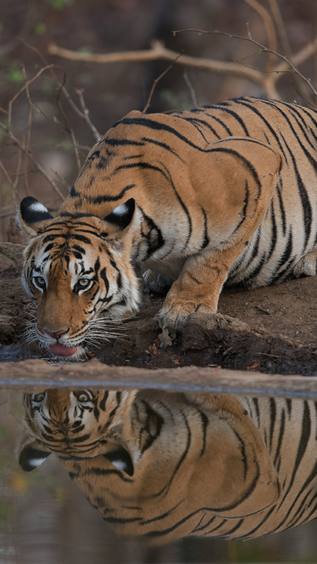 tiger at drinking from pond in tiger safari india