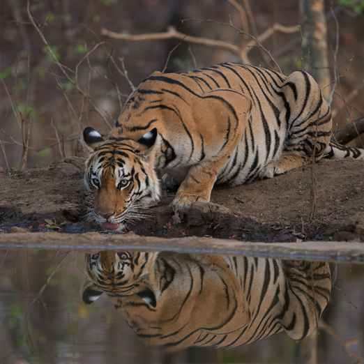 tiger at drinking from pond in tiger safari india