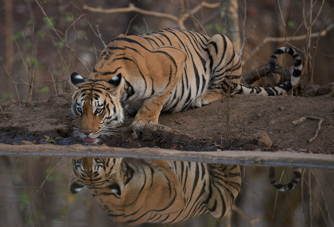 tiger at drinking from pond in tiger safari india