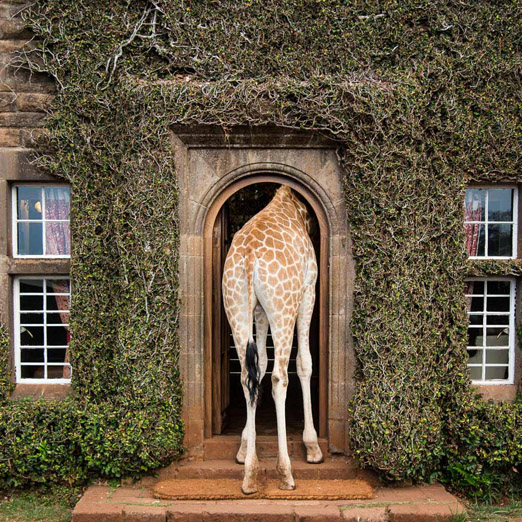 giraffe at giraffe manor
