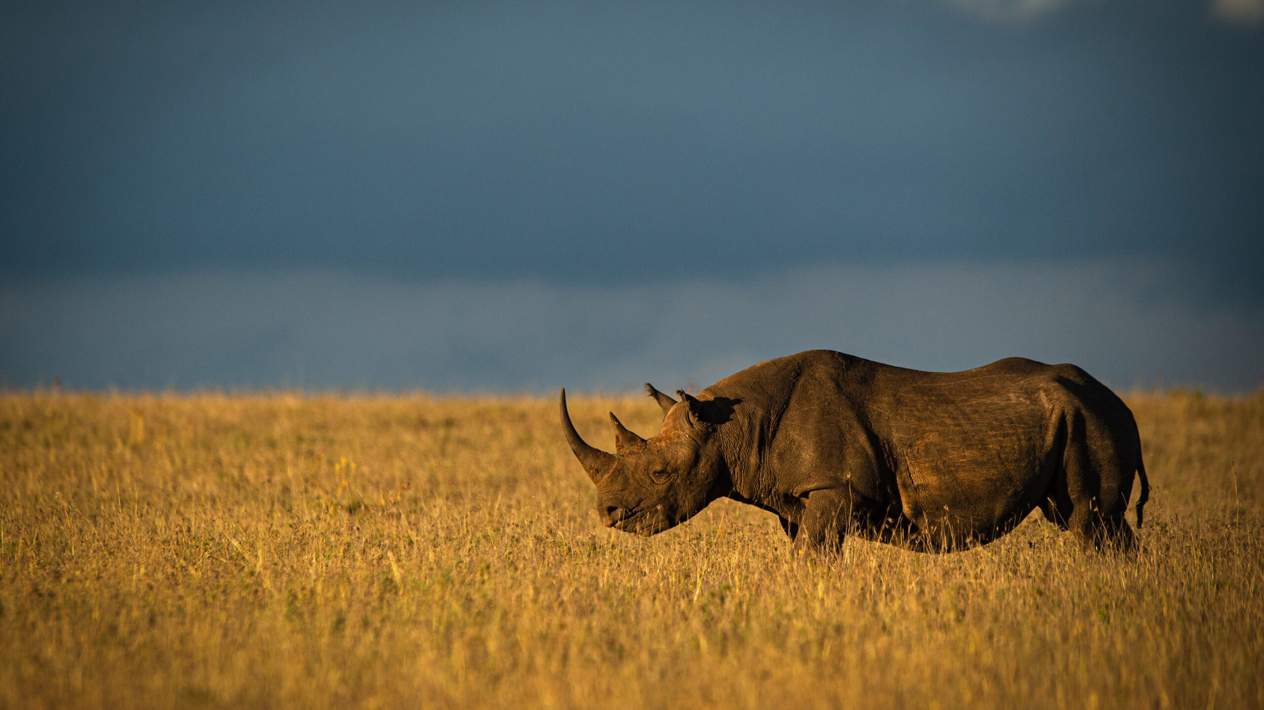 rhino at lewa in kenya