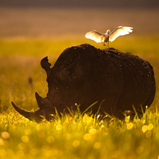 rhino at lewa in kenya